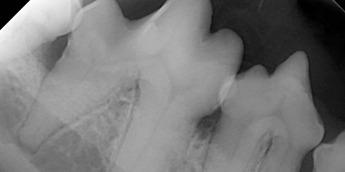 Pet Dental X-Ray Pet Dental X-Ray