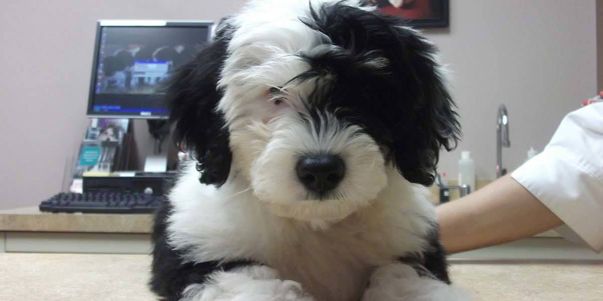 Fluffy Black and White Dog Fluffy Black and White Dog