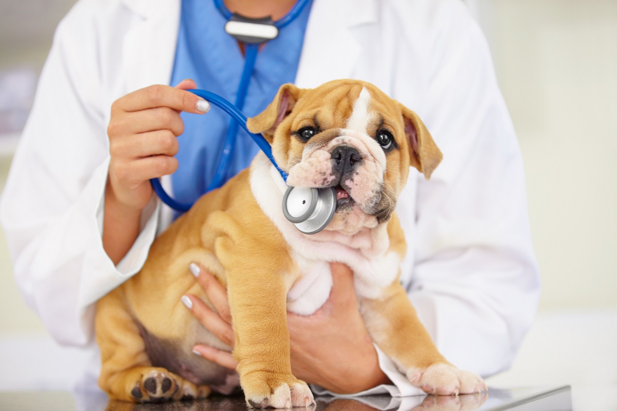 Dog chewing on stethoscope